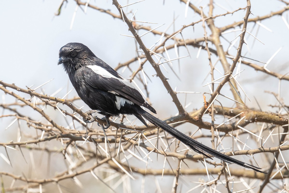 Magpie Shrike - ML640953239