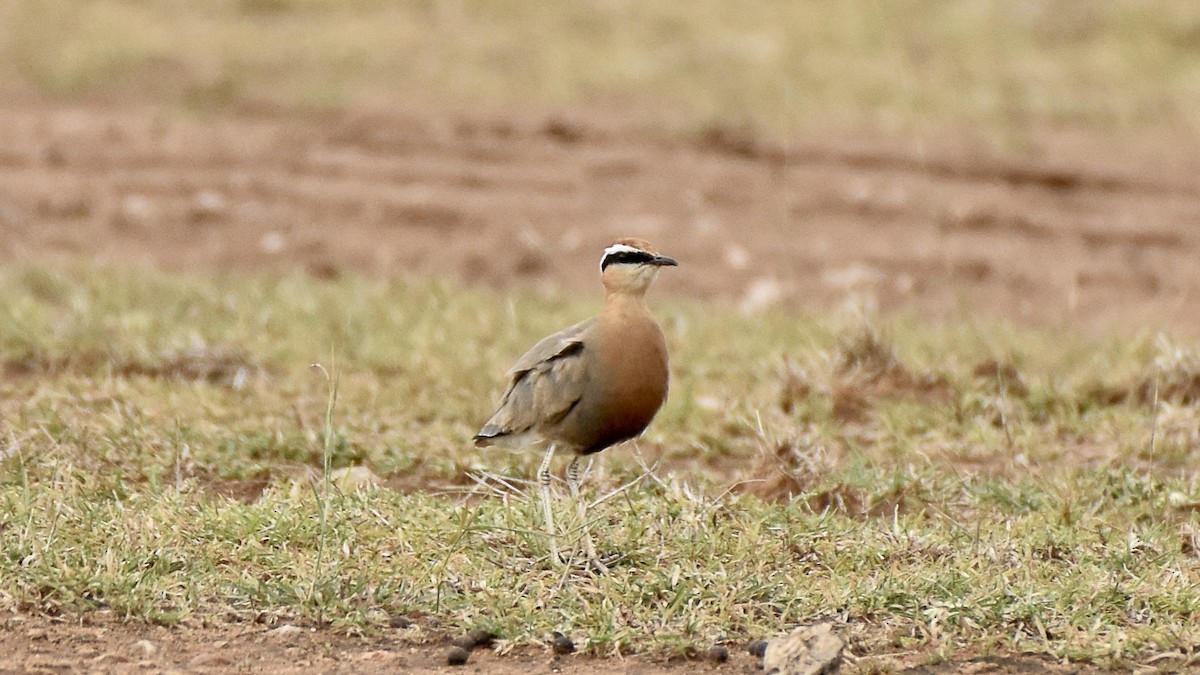Indian Courser - ML640953269