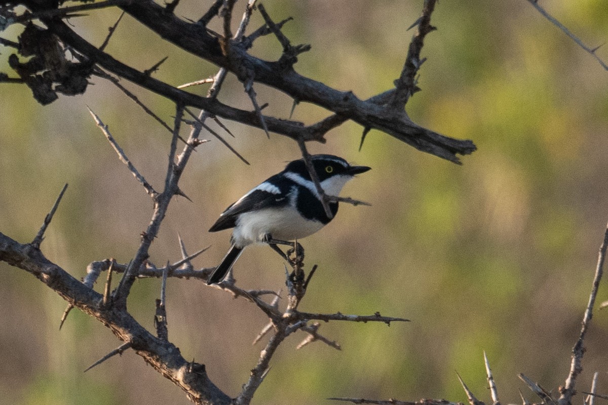 Chinspot Batis - ML640953272