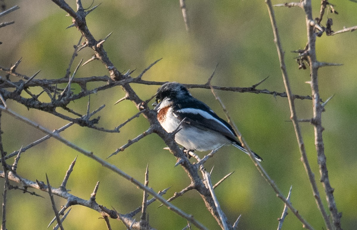 Chinspot Batis - ML640953273