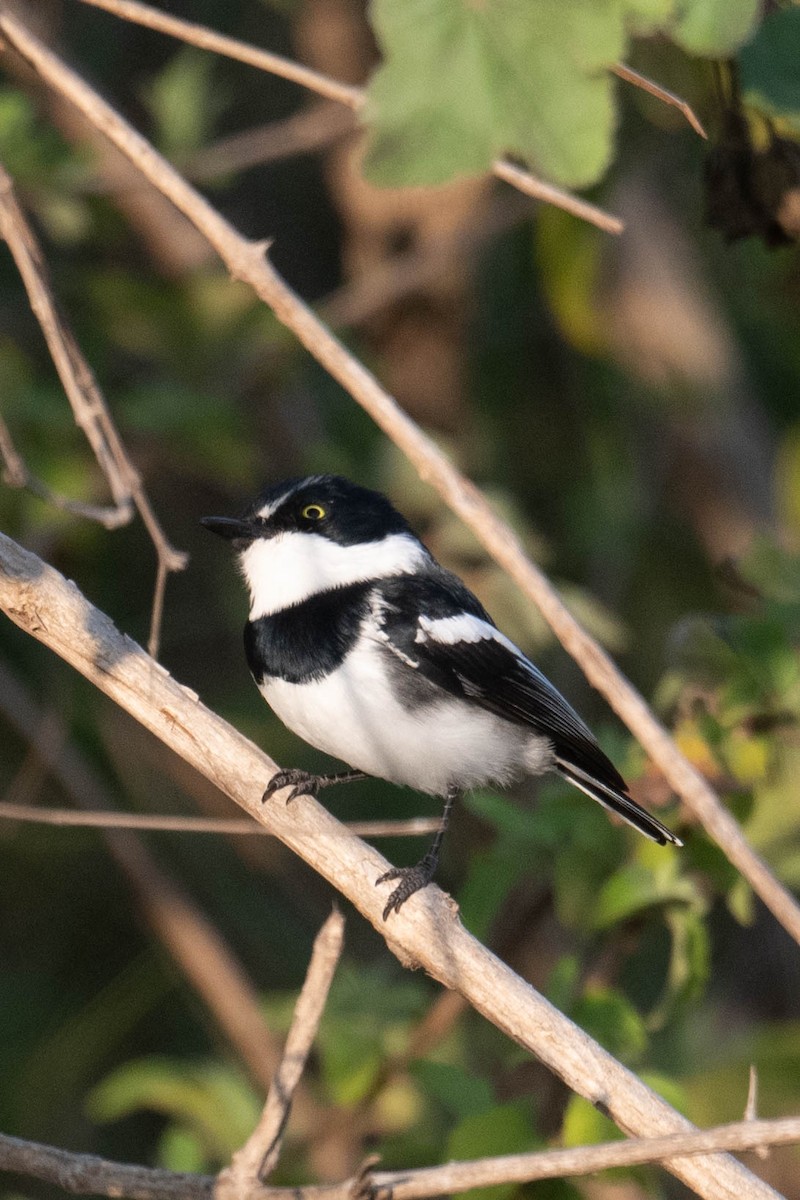 Chinspot Batis - ML640953274