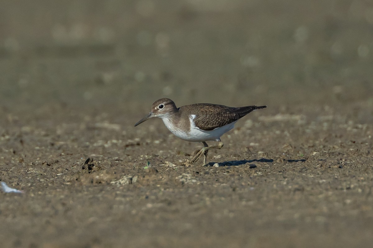 strandsnipe - ML640953276