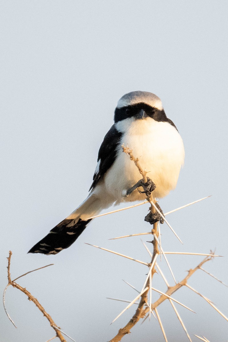 Gray-backed Fiscal - ML640953289