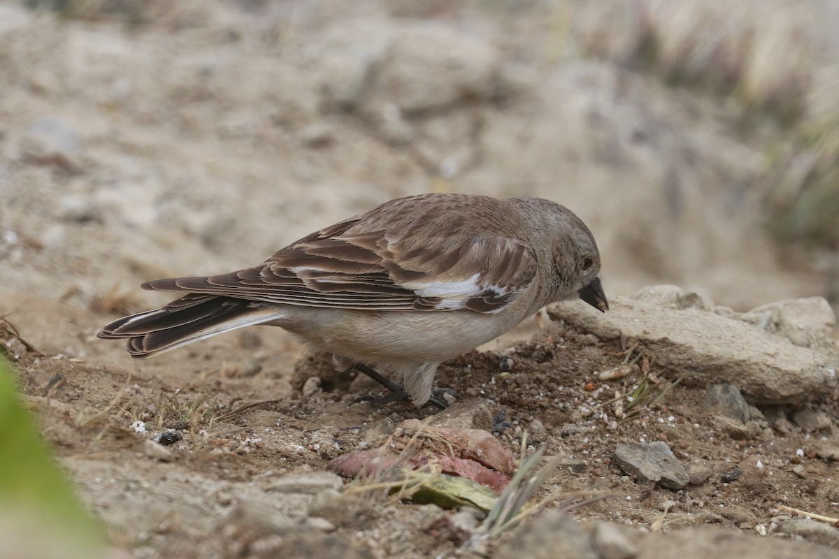 Black-winged Snowfinch - ML640953292