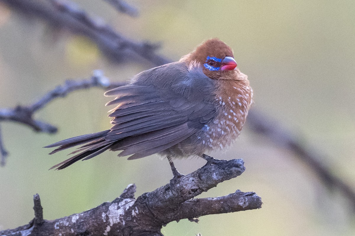 Purple Grenadier - ML640953299