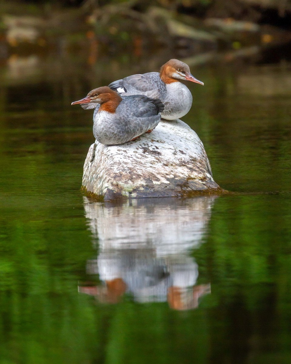 Common Merganser - ML640953327