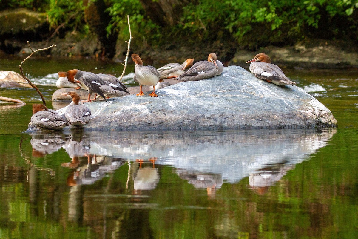 Common Merganser - ML640953328