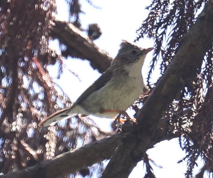 Indochinese Yuhina - ML640953335