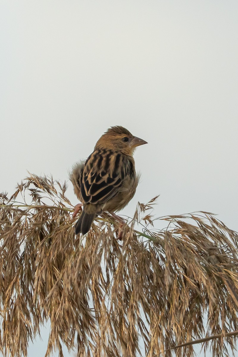 Baya Weaver - ML640953343