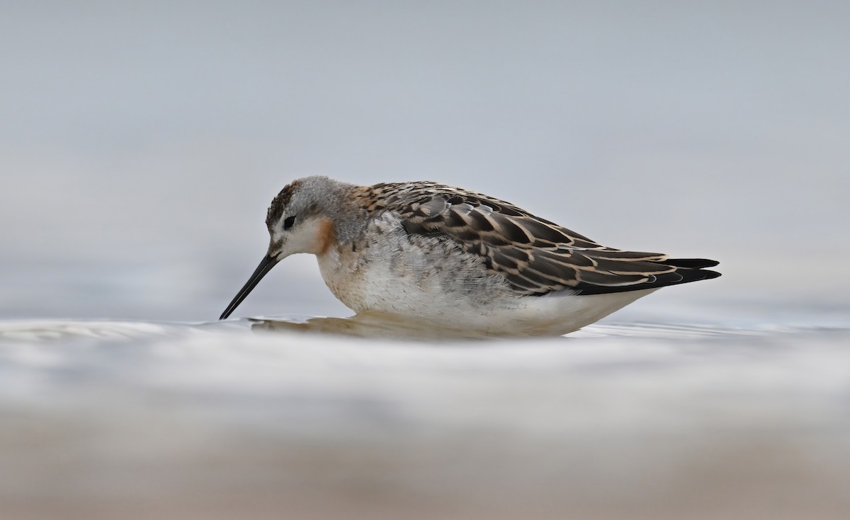 Wilson's Phalarope - ML640953348