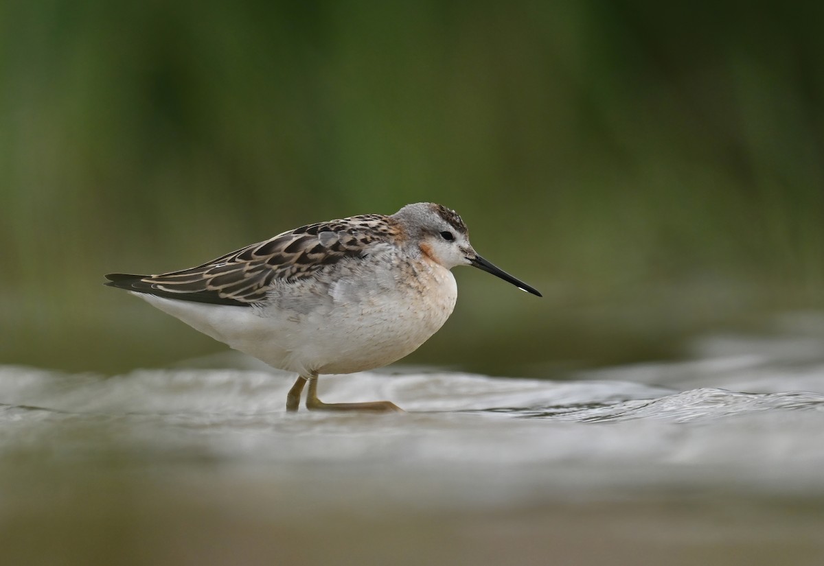 Wilson's Phalarope - ML640953349