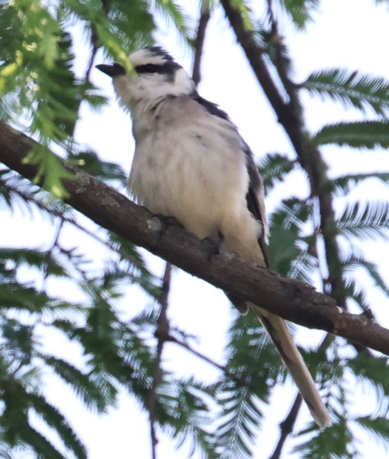 Brown-rumped Minivet - ML640953354