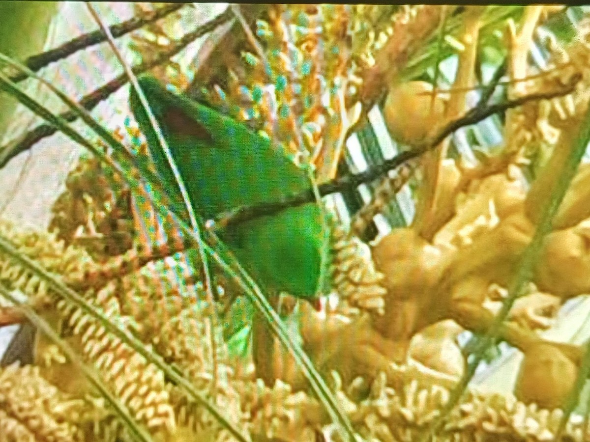 Vernal Hanging-Parrot - ML640953372