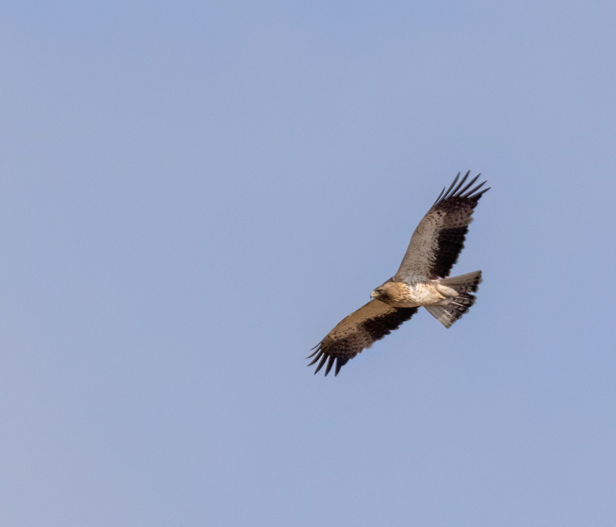 orel nejmenší - ML640953401