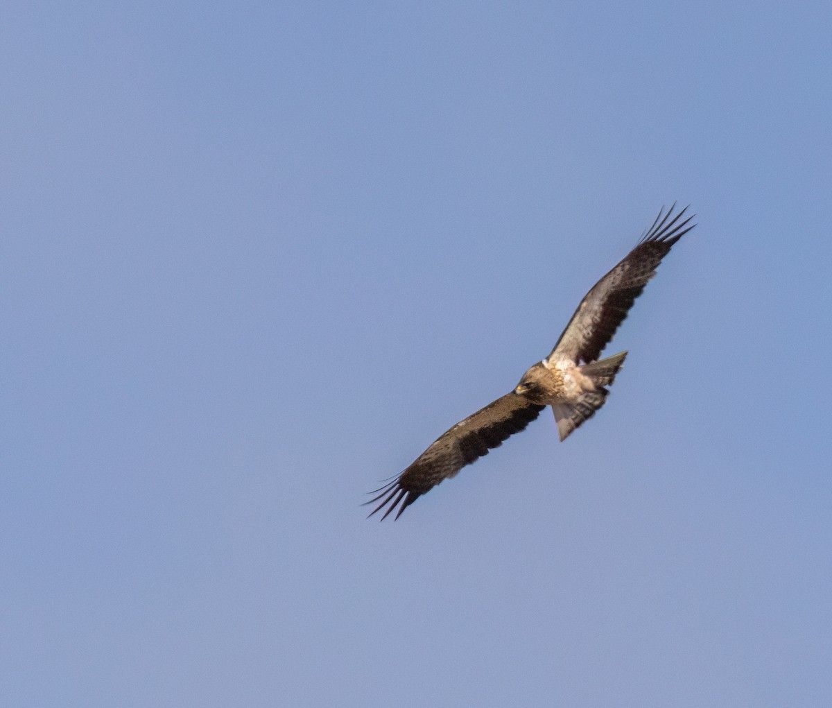 orel nejmenší - ML640953402