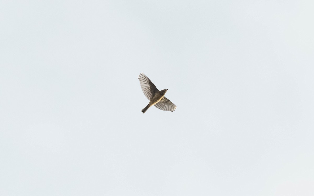American Pipit - ML640953437