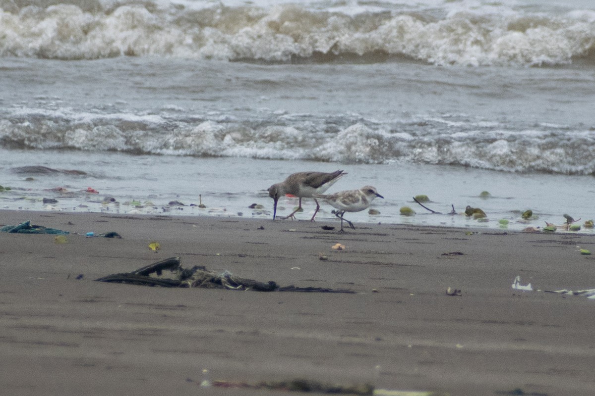 Terek Sandpiper - ML640953438