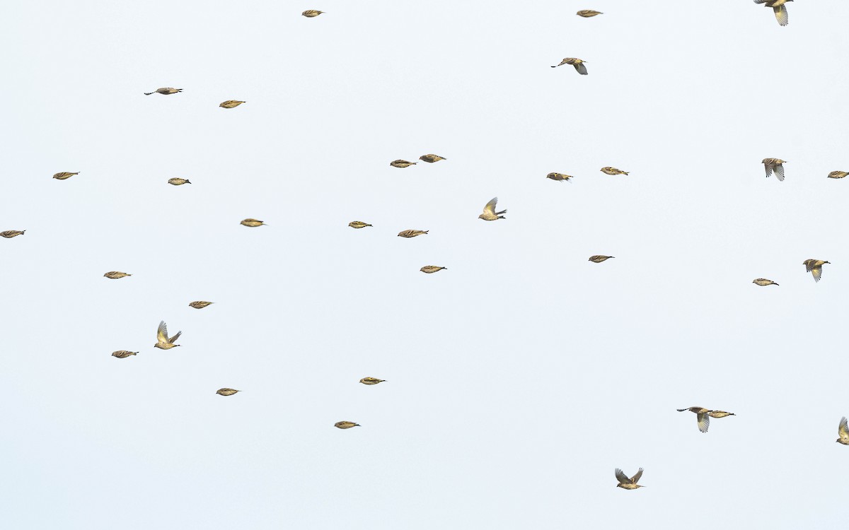 Pine Siskin - ML640953441