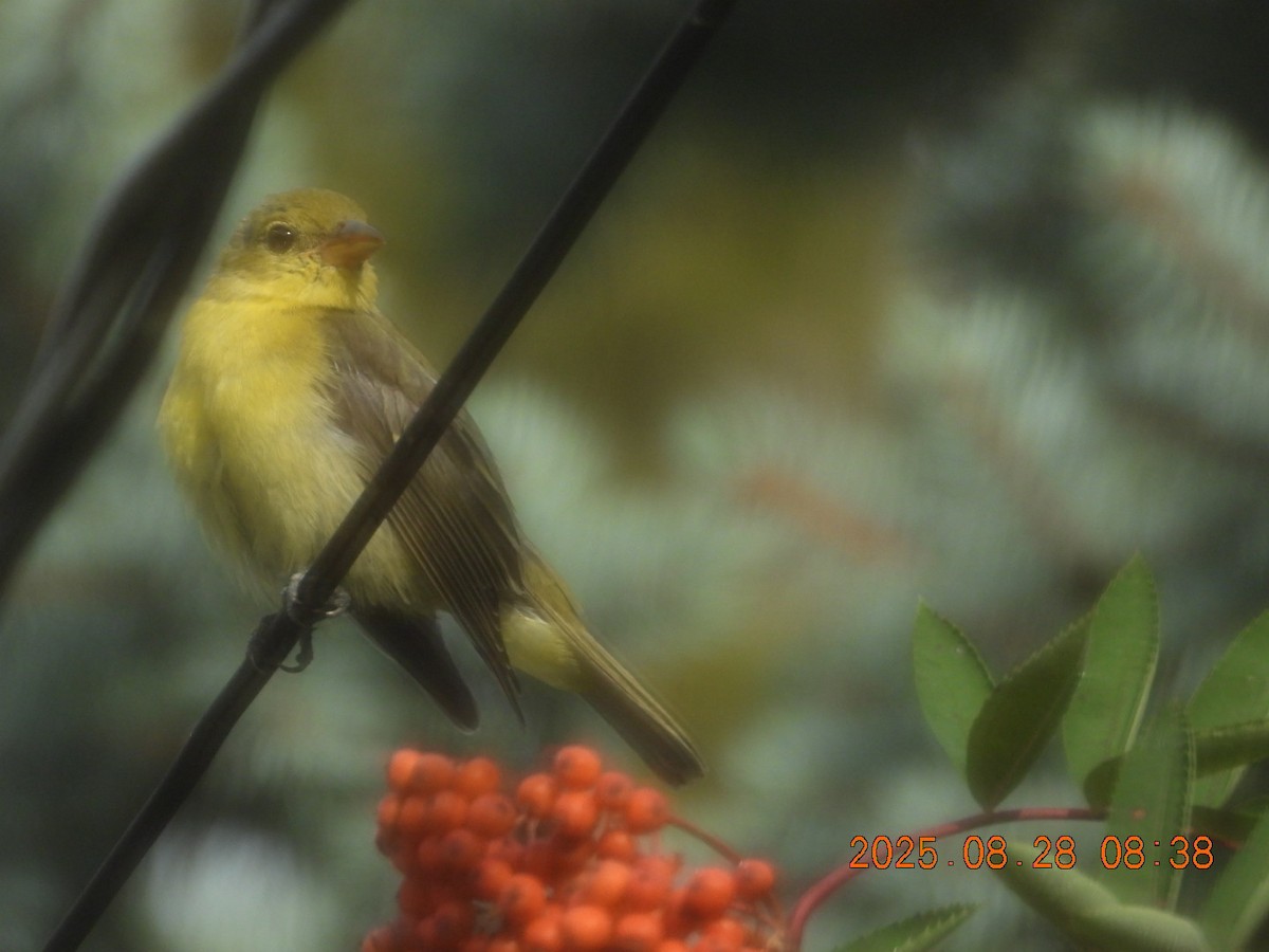 Scarlet Tanager - ML640953448