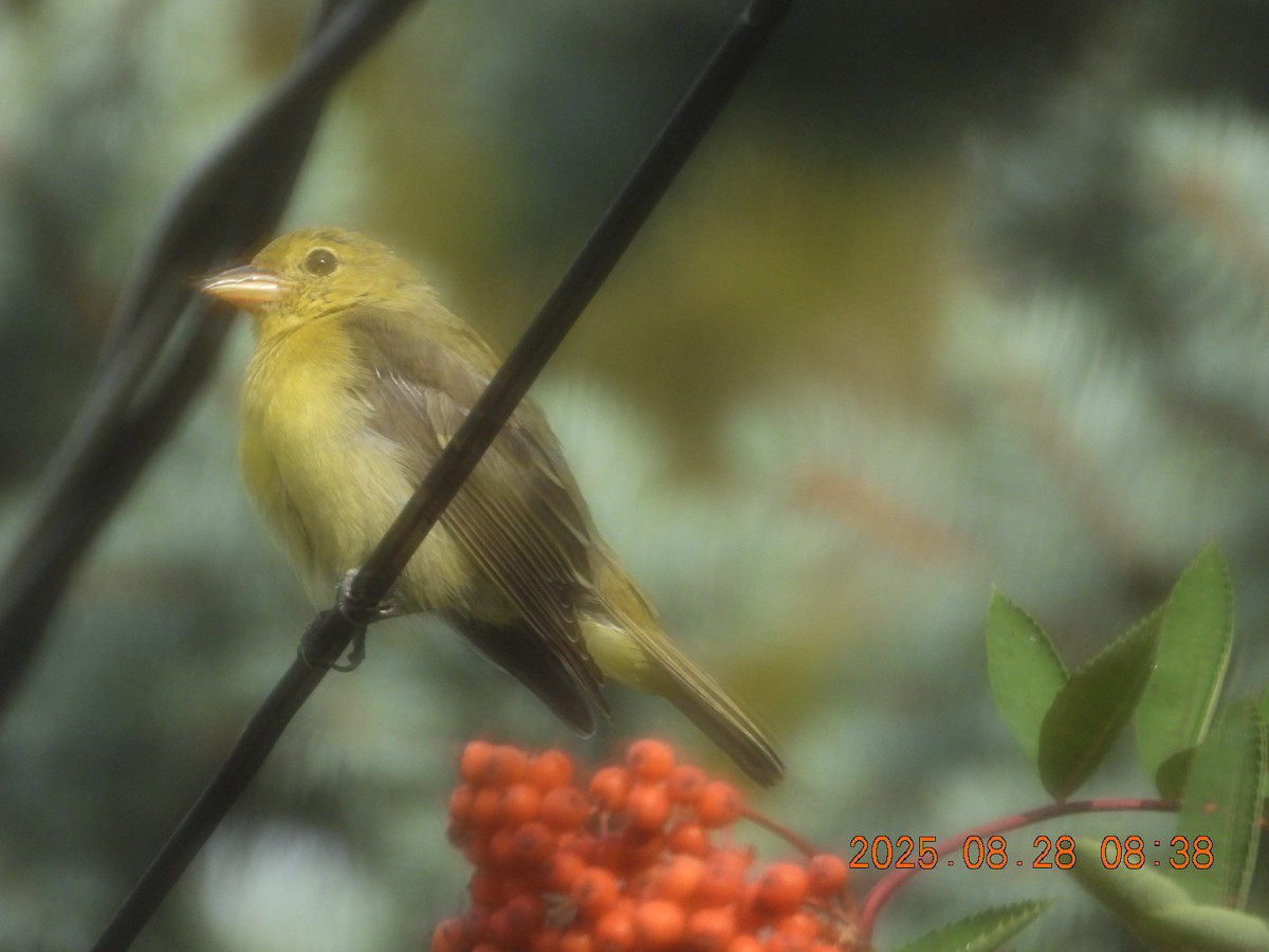 Scarlet Tanager - ML640953449