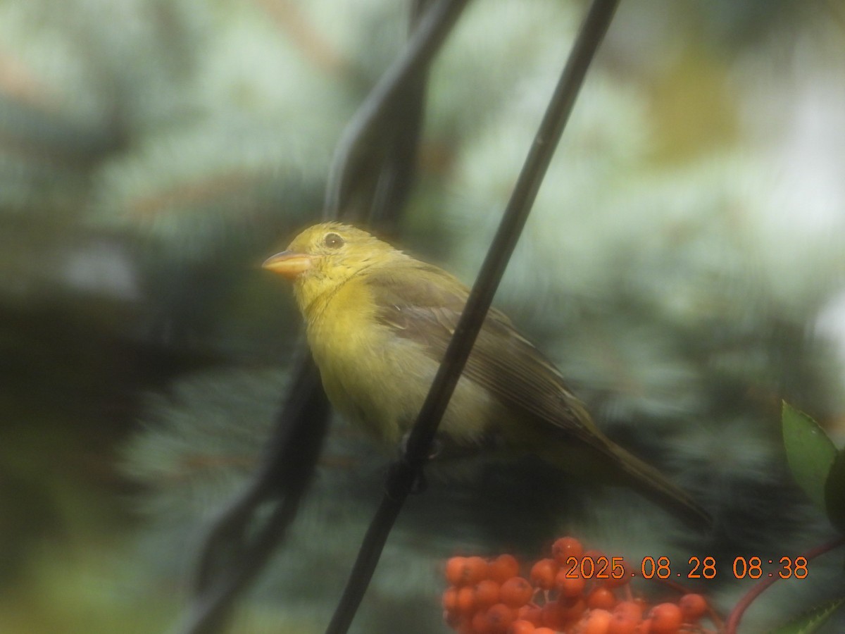 Scarlet Tanager - ML640953450