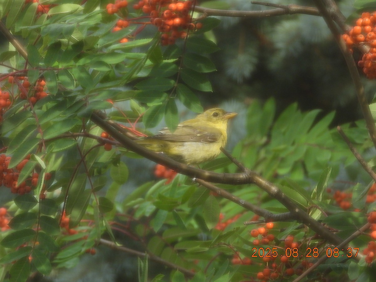 Scarlet Tanager - ML640953451