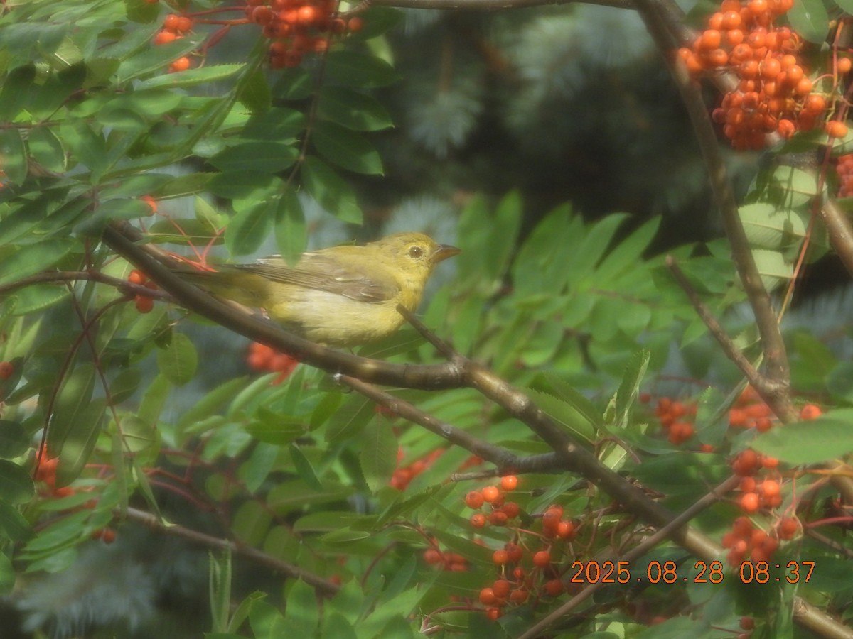 Scarlet Tanager - ML640953452