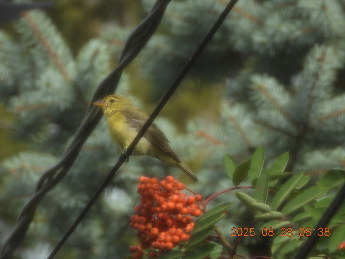 Scarlet Tanager - ML640953453