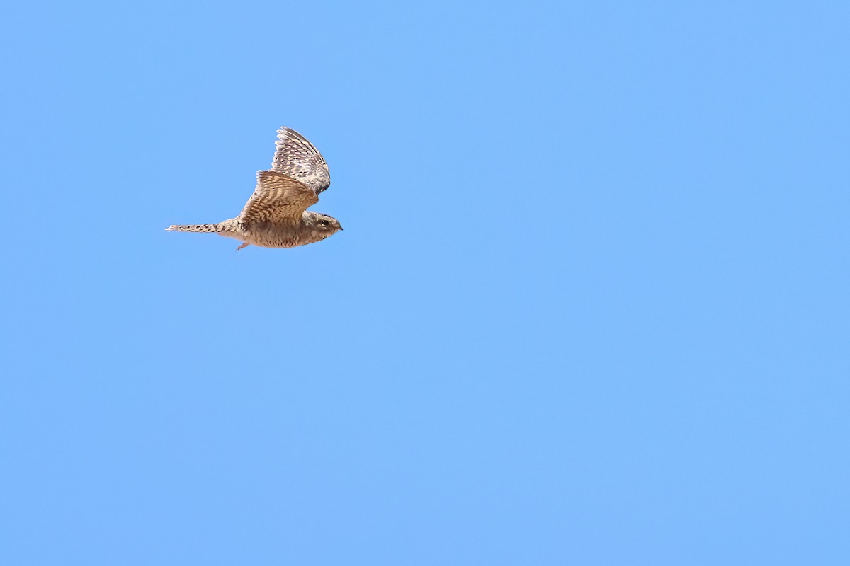 Lesser Nighthawk - ML640953454