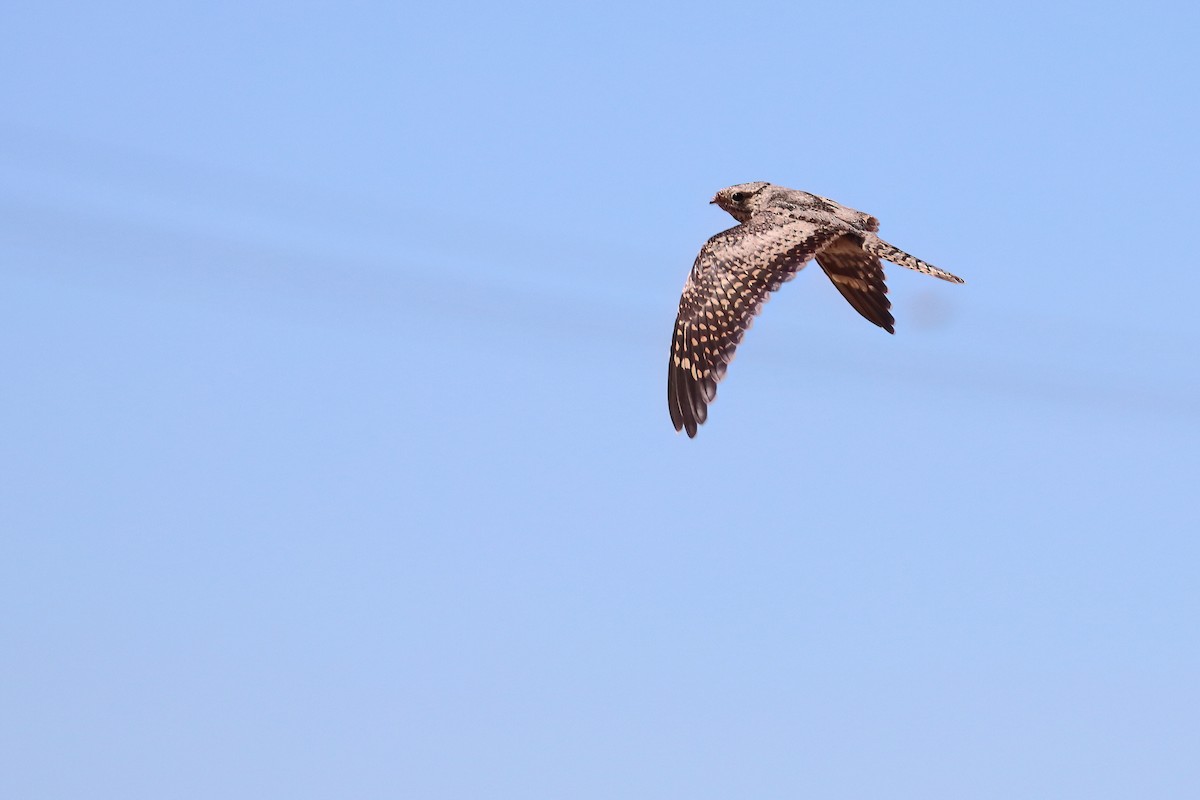 Lesser Nighthawk - ML640953455