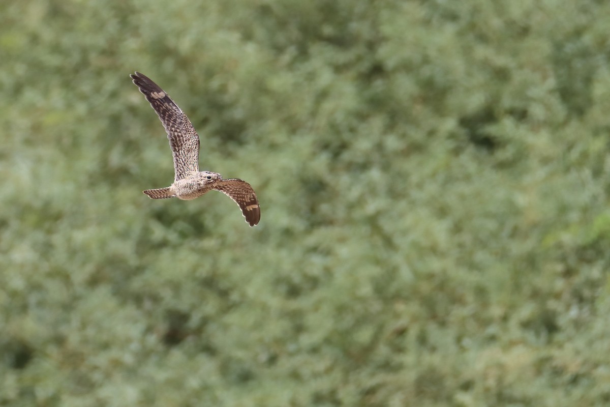 Lesser Nighthawk - ML640953456