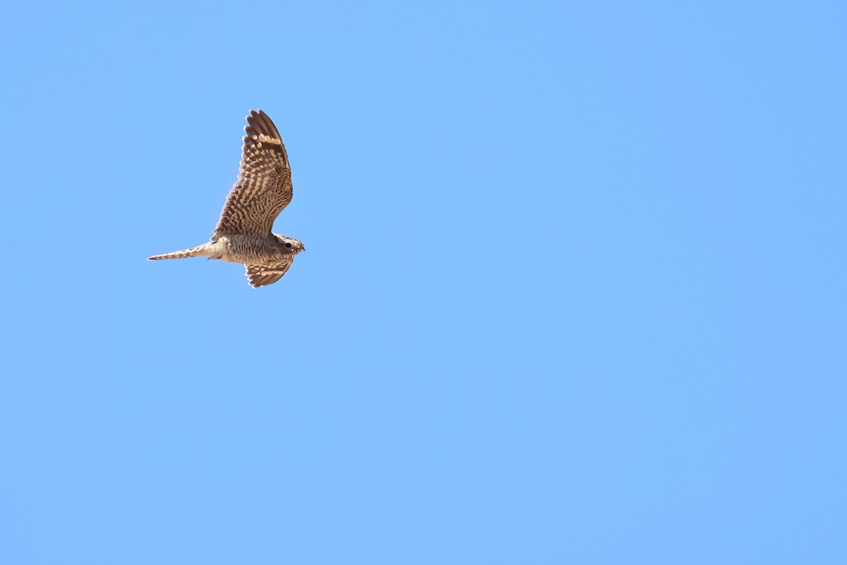 Lesser Nighthawk - ML640953457