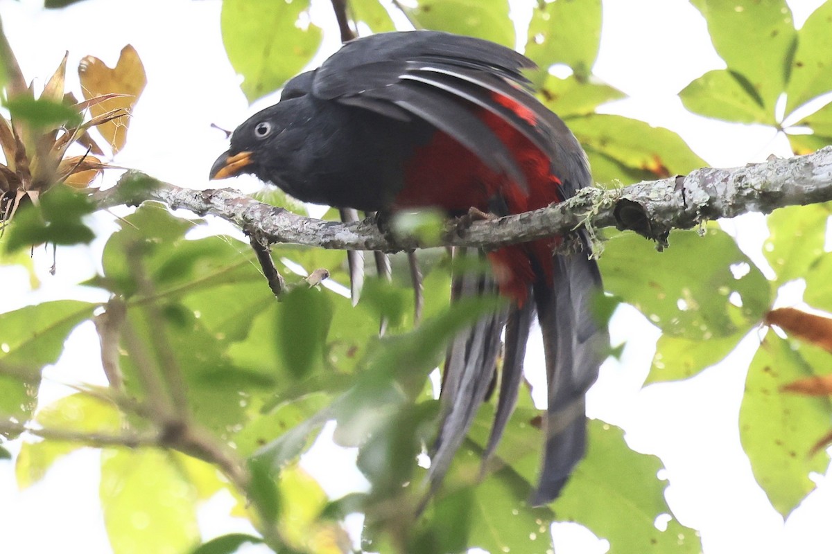 Ecuadorian Trogon - ML640953476
