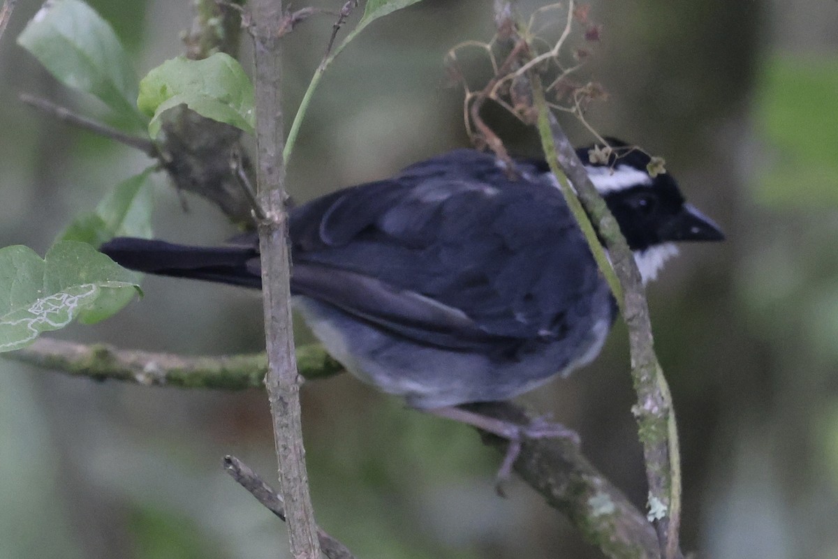 Black-capped Sparrow - ML640953487