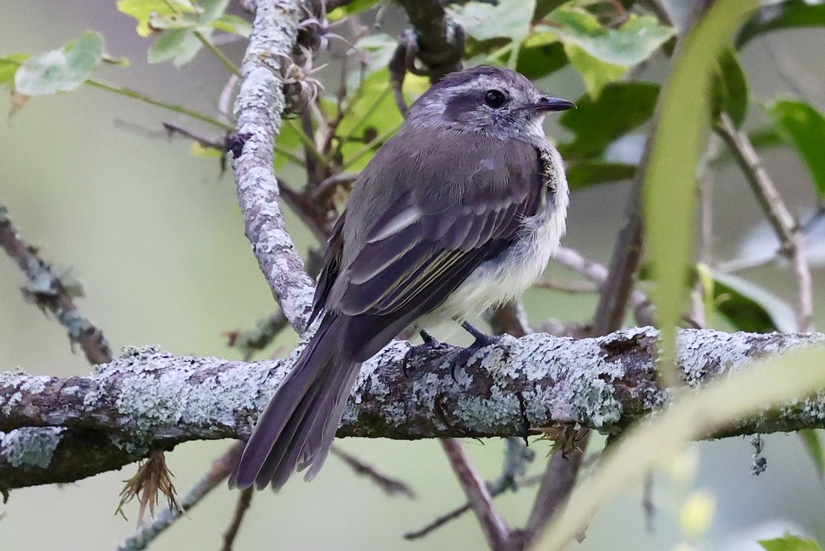 Pacific Elaenia - ML640953491