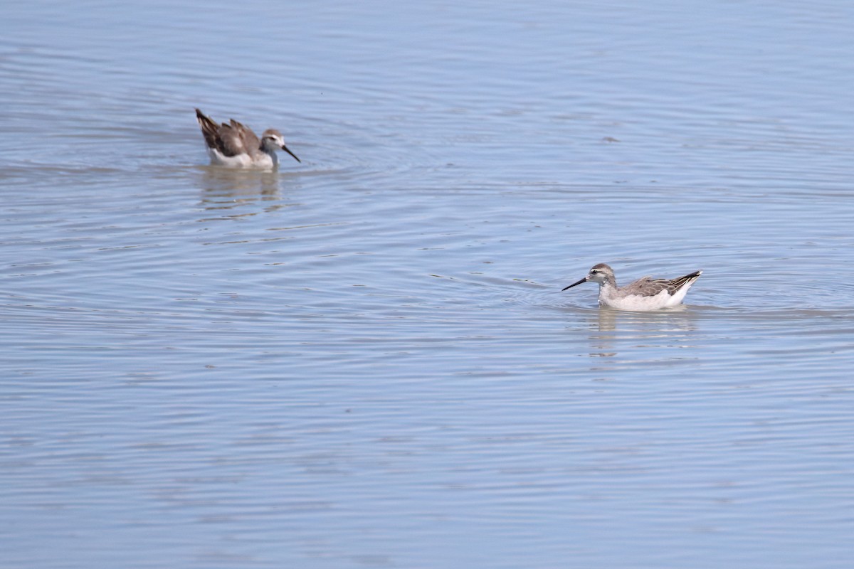 Phalarope de Wilson - ML640953496