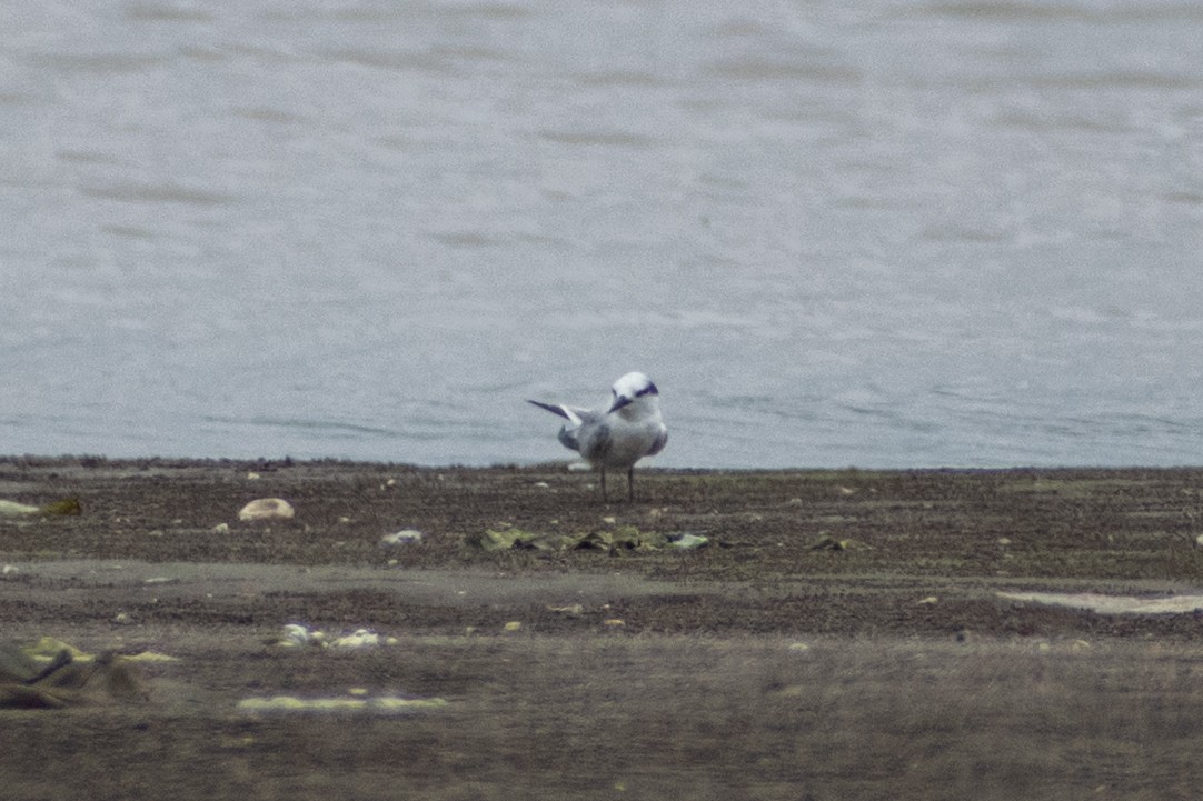 Saunders's Tern - ML640953523