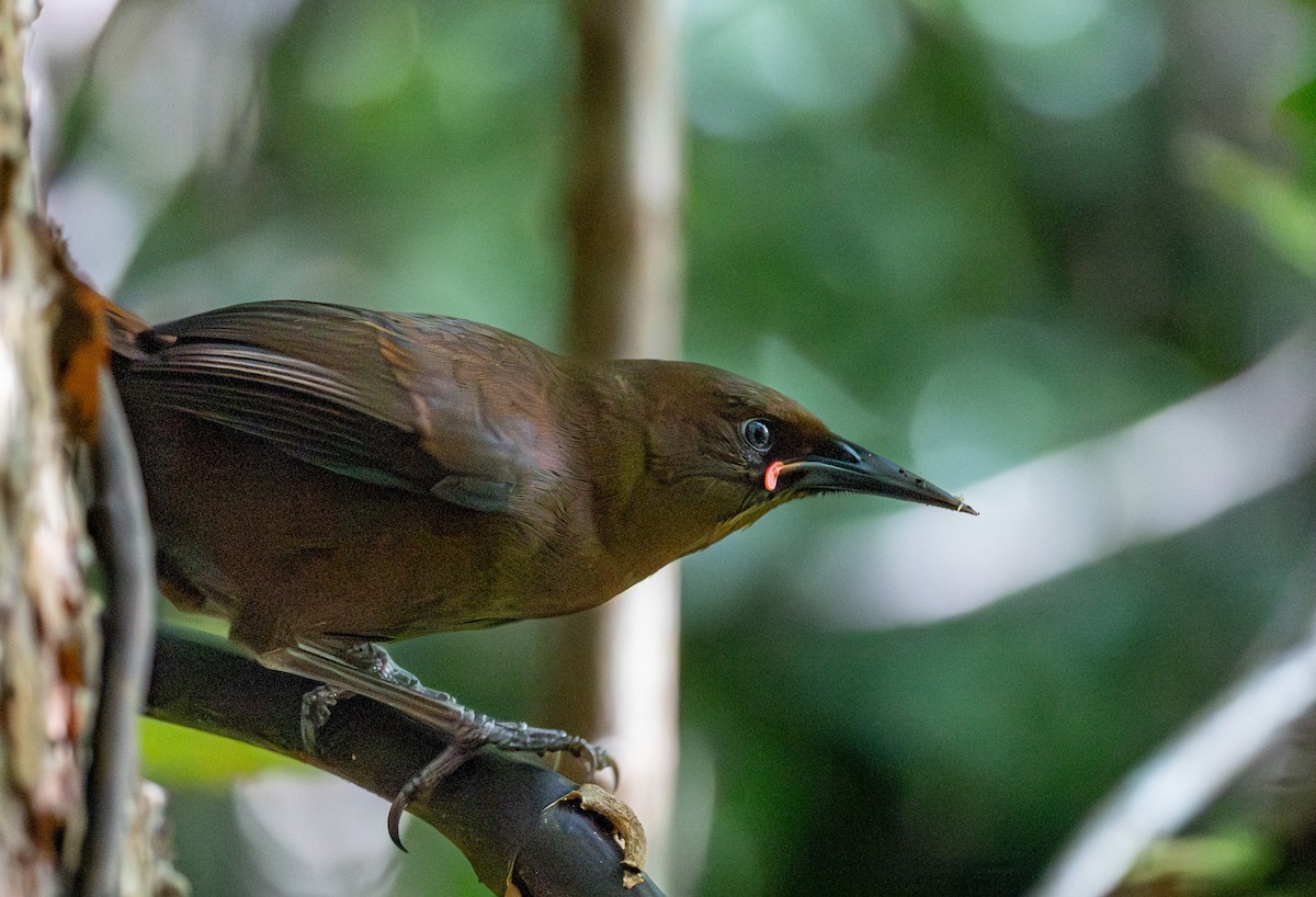 South Island Saddleback - ML640953542