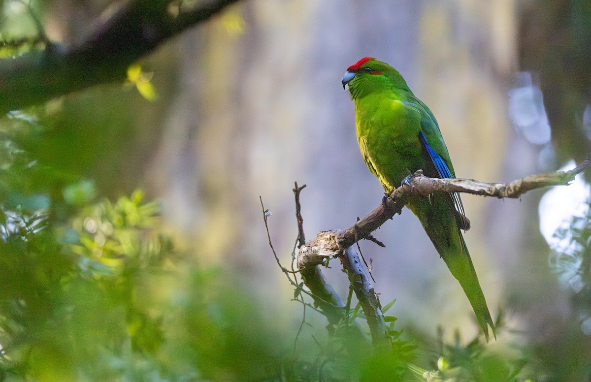 Red-crowned Parakeet - ML640953543