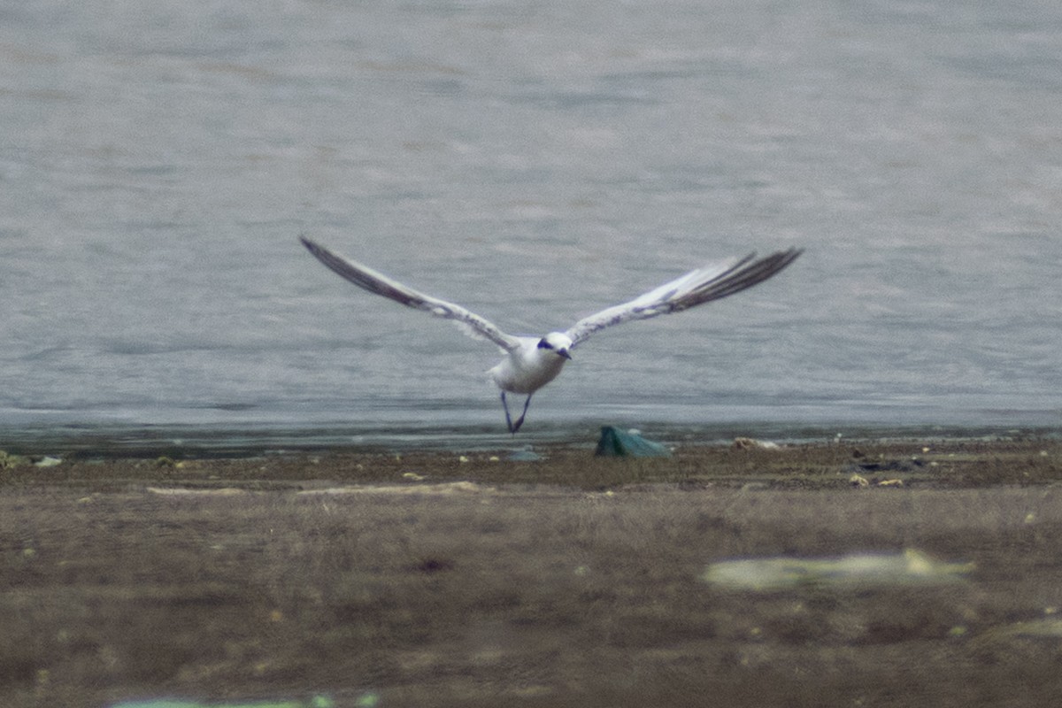 Saunders's Tern - ML640953549