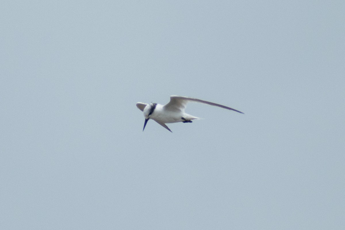 Saunders's Tern - ML640953550