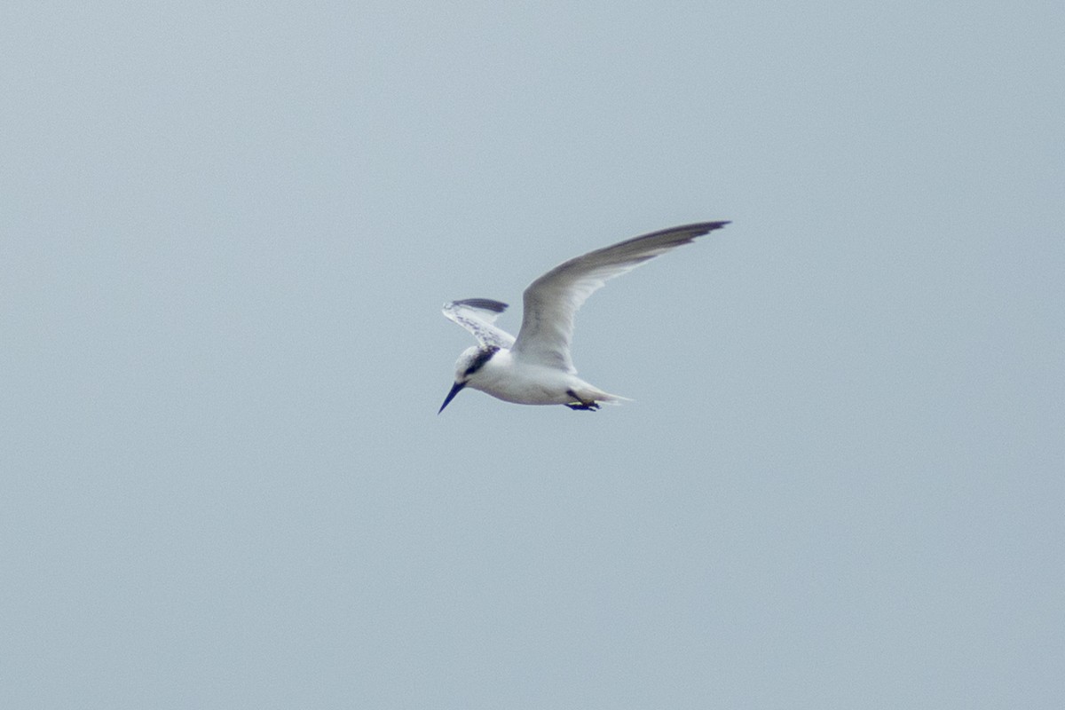 Saunders's Tern - ML640953551
