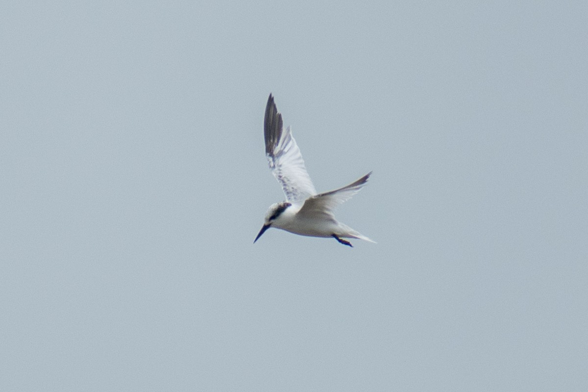 Saunders's Tern - ML640953552