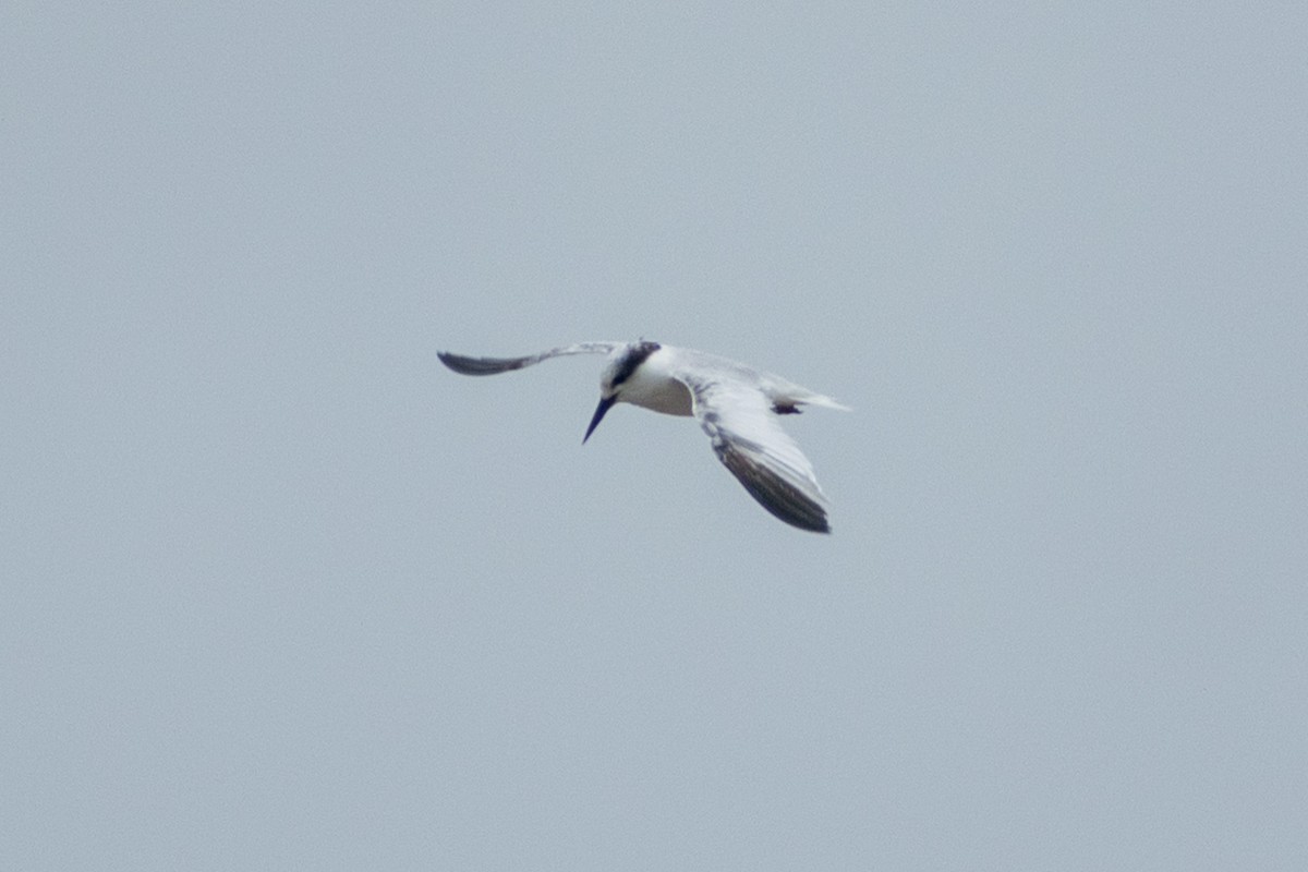 Saunders's Tern - ML640953553