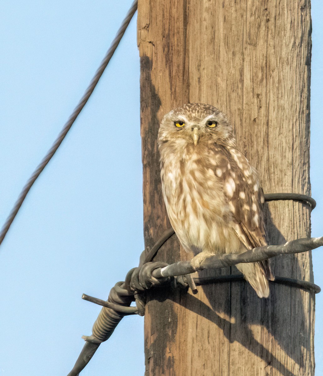 sýček obecný - ML640953565