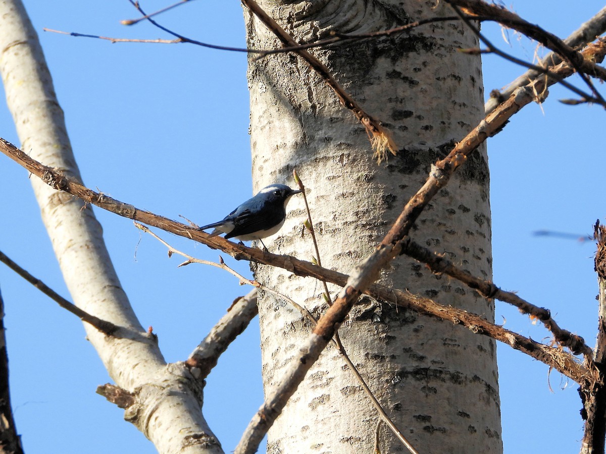 Ultramarine Flycatcher - ML640953577