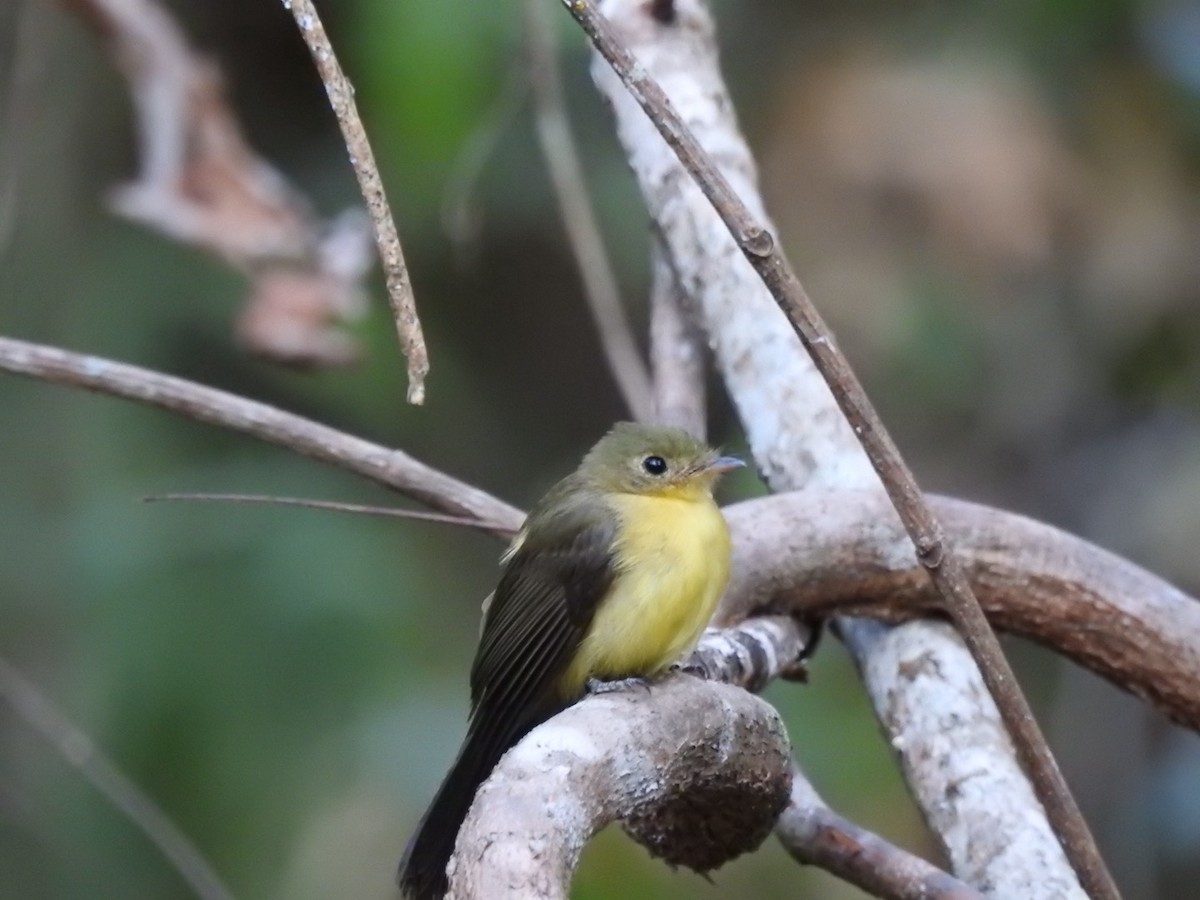 Black-tailed Flycatcher - ML640953591