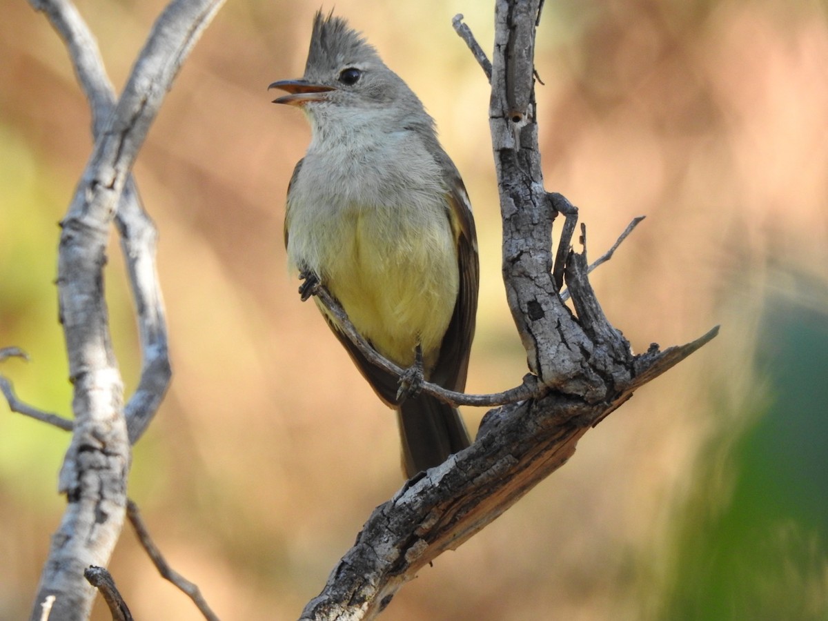 Plain-crested Elaenia - ML640953594