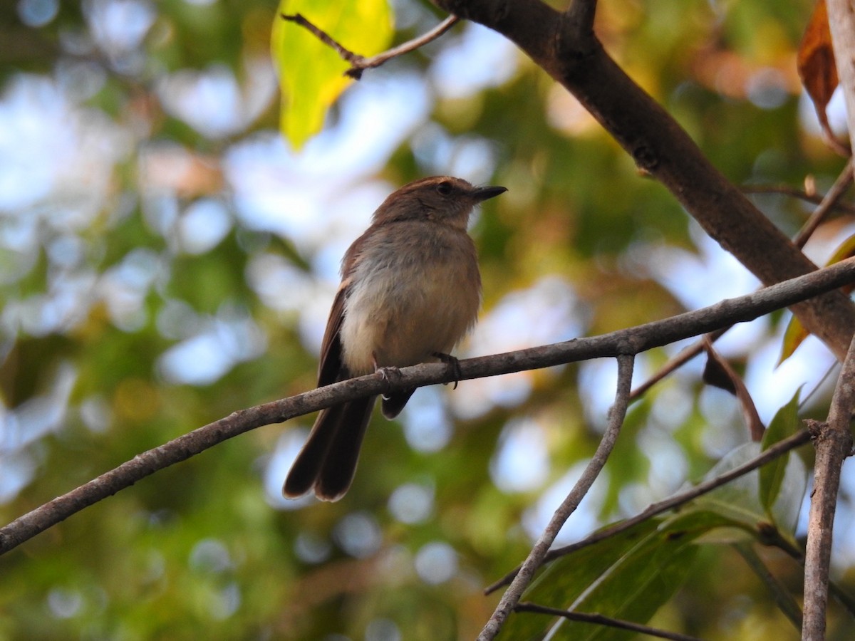 Fuscous Flycatcher (Fuscous) - ML640953598