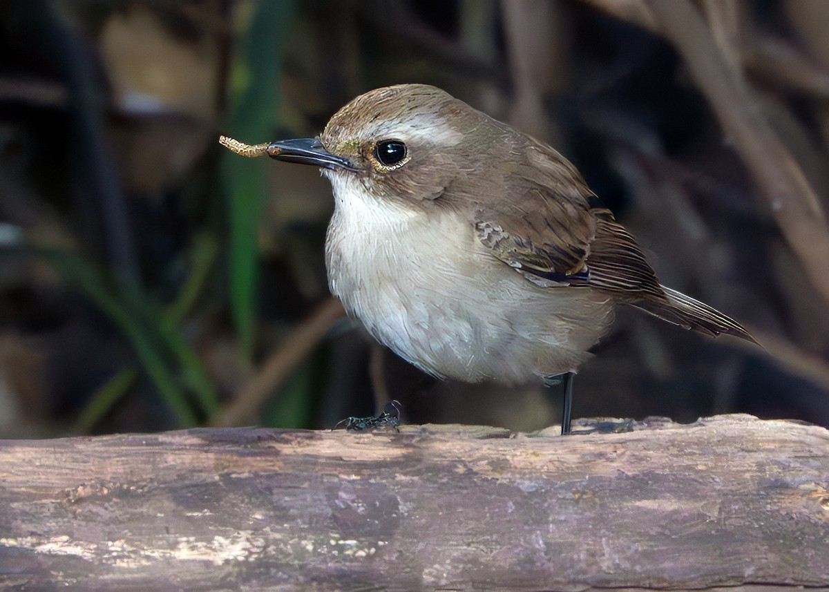 Gray Bushchat - ML640953631